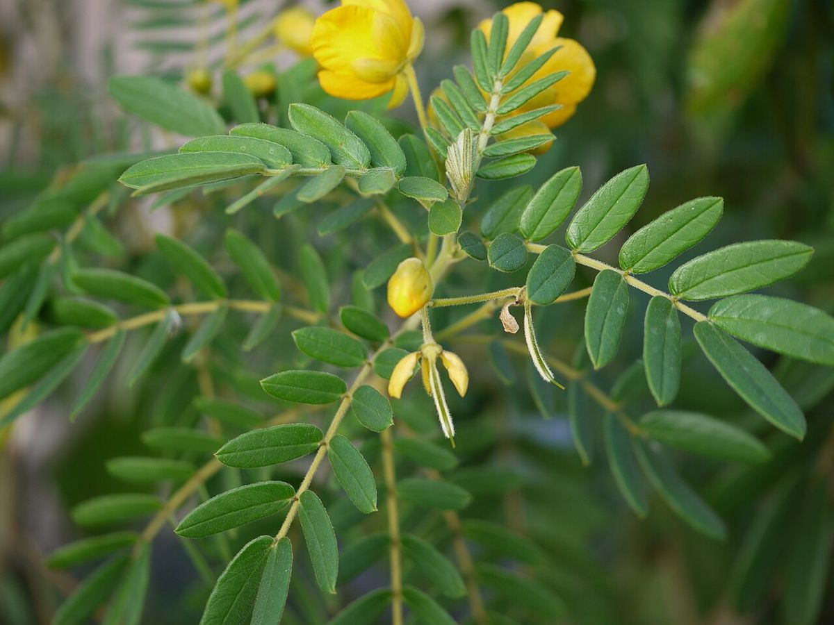 Flor amarilla y capullos en el extremo de una hoja compuesta.