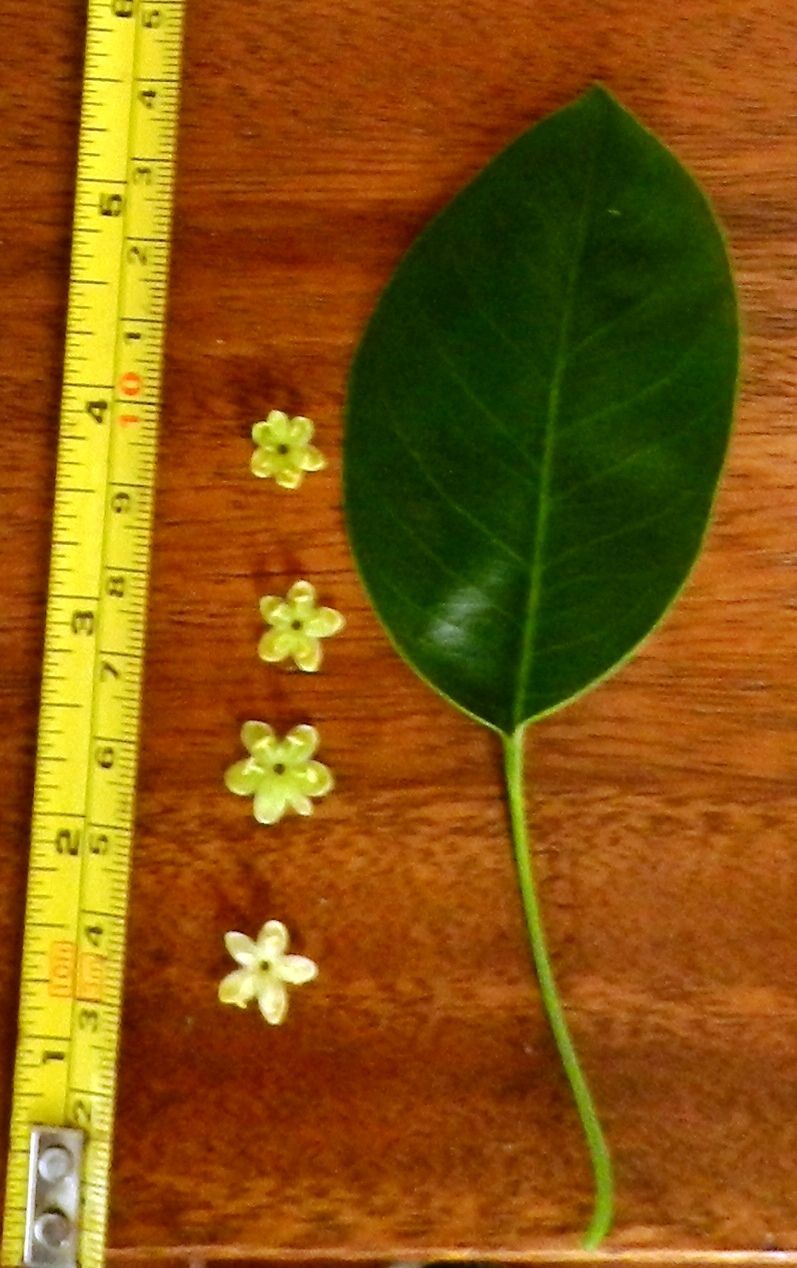 Una hoja y varias flores pequeñas junto a una cinta métrica.