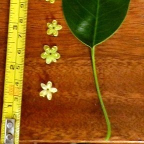 Una hoja y varias flores pequeñas junto a una cinta métrica.