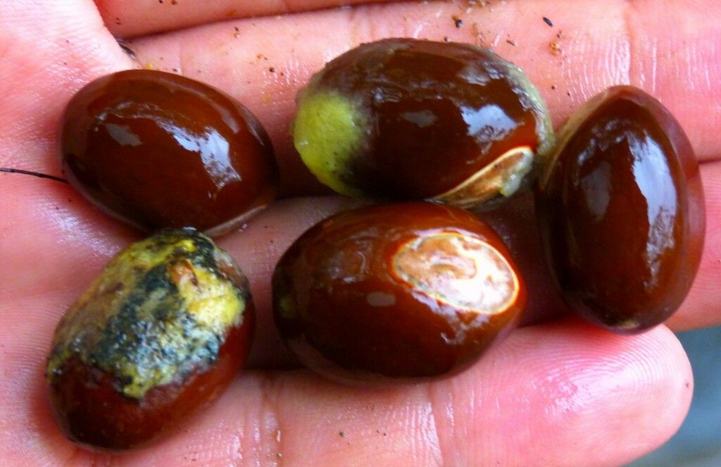 Semillas pardas y brillantes sostenidas en la palma de una mano.