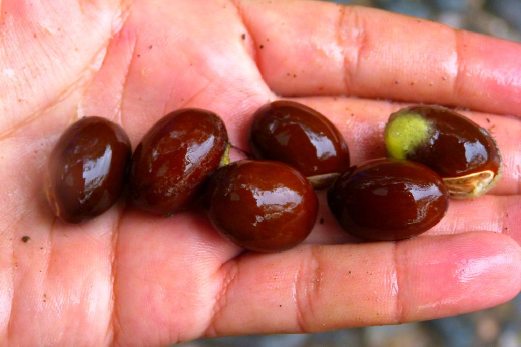 Semillas ovaladas y lustrosas alineadas sobre una mano.