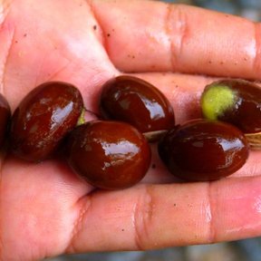 Semillas ovaladas y lustrosas alineadas sobre una mano.