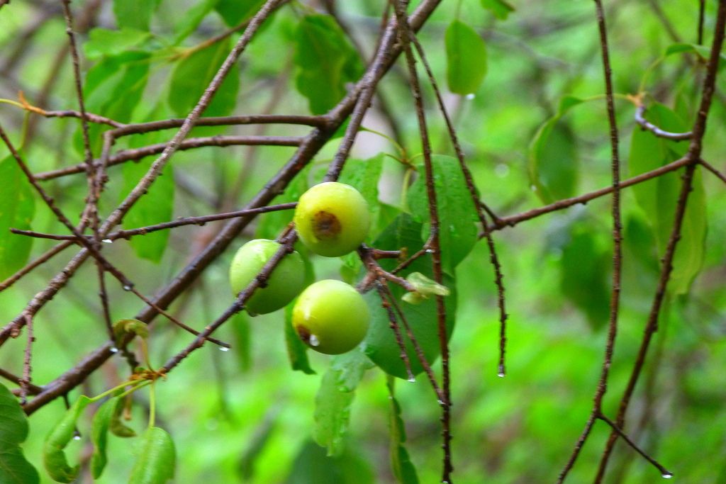 Frutos verdes y redondos colgando entre las hojas.