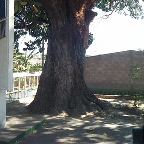 Tronco muy grueso y acanalado, con las raíces al descubierto.