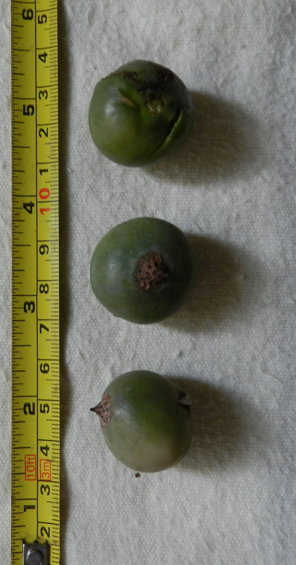 Tres frutos verdes medidos contra una cinta métrica.