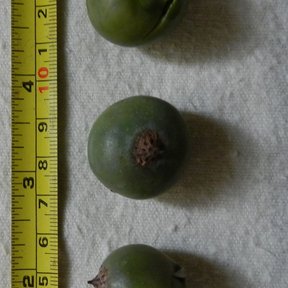 Tres frutos verdes medidos contra una cinta métrica.