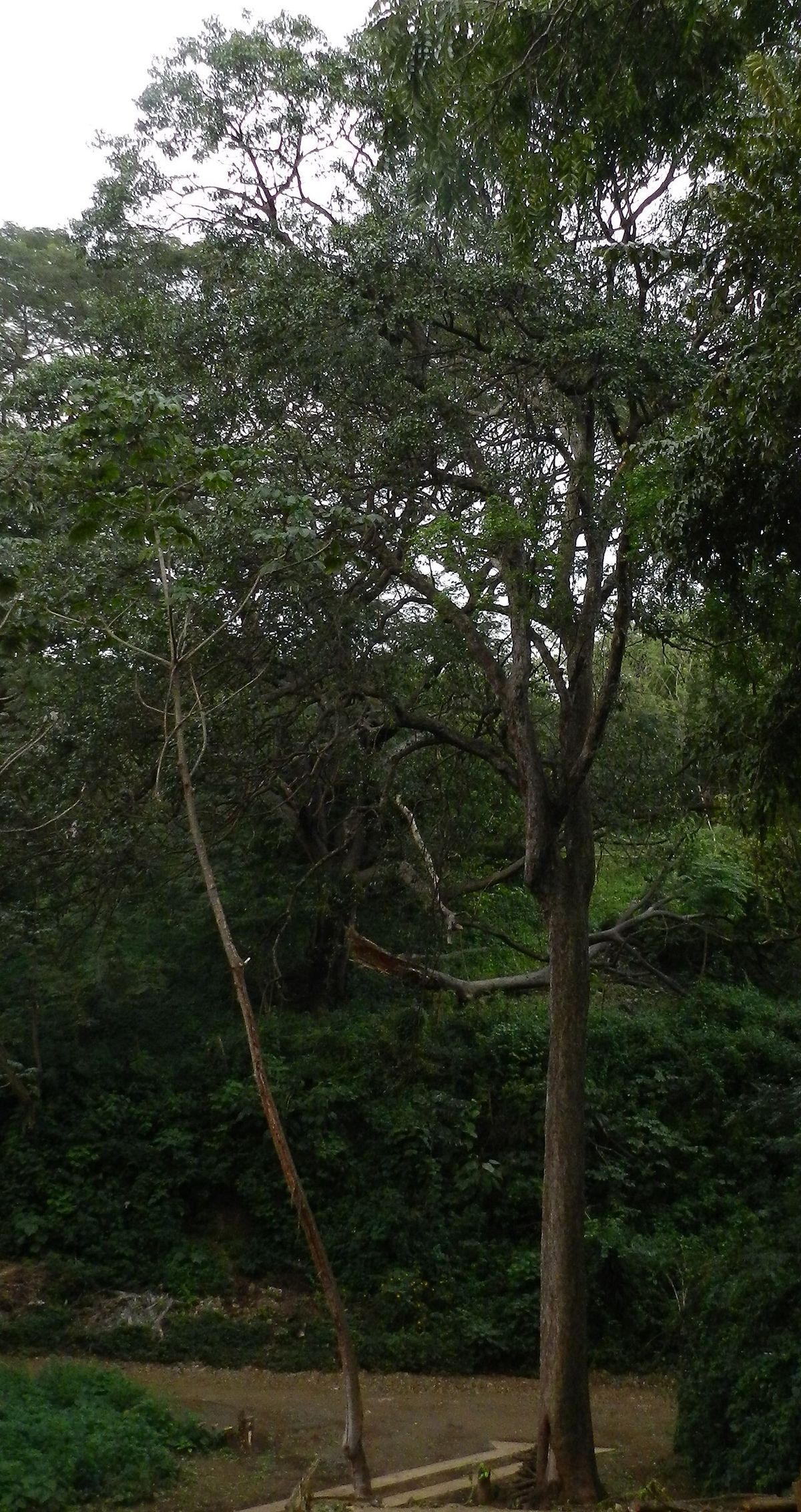 Árbol alto de copa abierta entre la vegetación de una barranca.