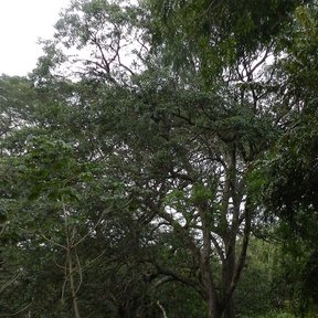 Árbol alto de copa abierta entre la vegetación de una barranca.