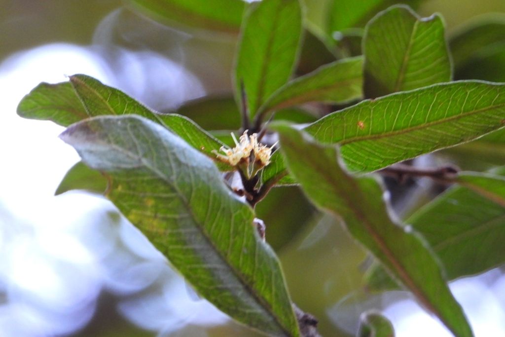 Flor blanca y menuda en la axila de una hoja, vista de cerca.
