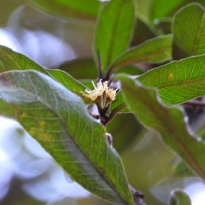 Flor blanca y menuda en la axila de una hoja, vista de cerca.