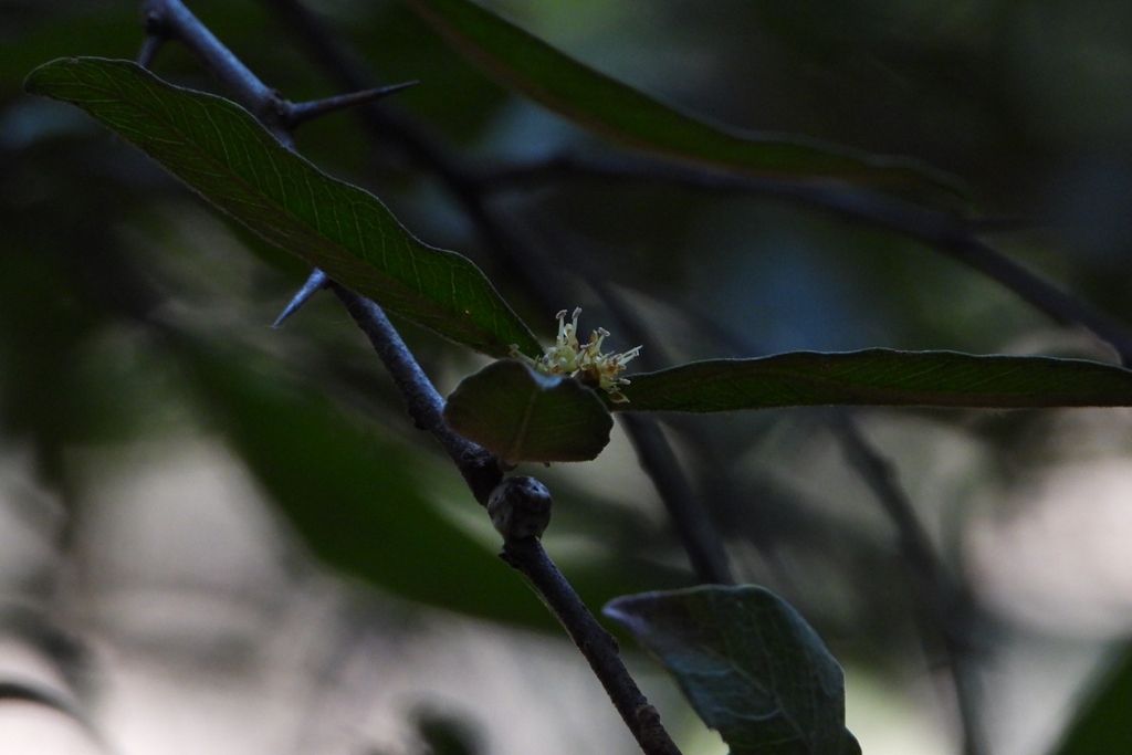 Flor diminuta sobre una rama oscura, entre hojas.