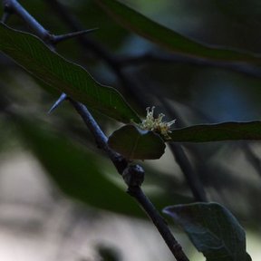 Flor diminuta sobre una rama oscura, entre hojas.