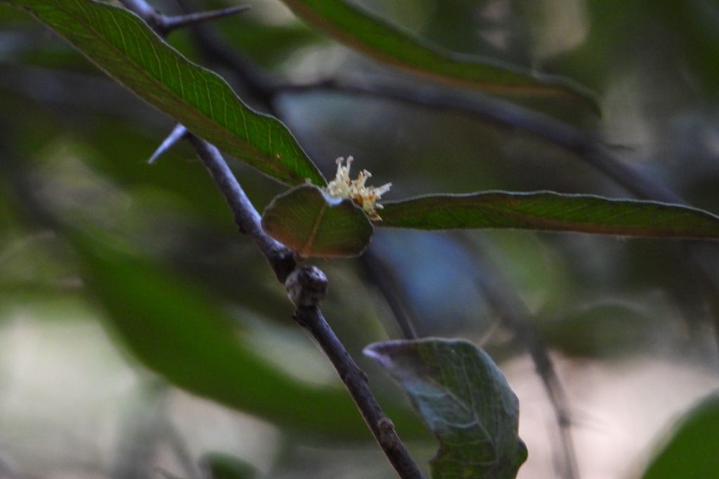 Flor pálida en el nudo de una rama, con las hojas al fondo.