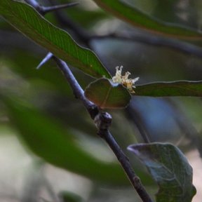 Flor pálida en el nudo de una rama, con las hojas al fondo.