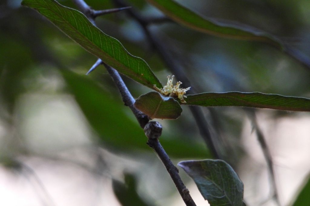 Flor pequeña y velluda en la base de una hoja alargada.