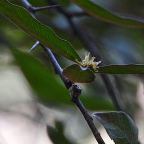 Flor pequeña y velluda en la base de una hoja alargada.