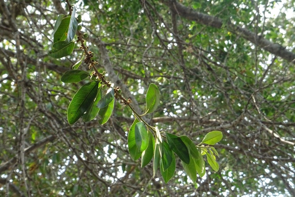Rama con hojas verdes bajo la copa, contra el cielo.