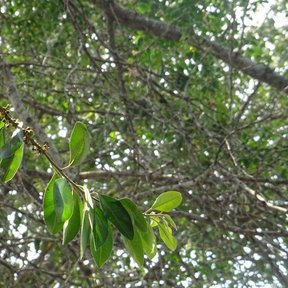 Rama con hojas verdes bajo la copa, contra el cielo.