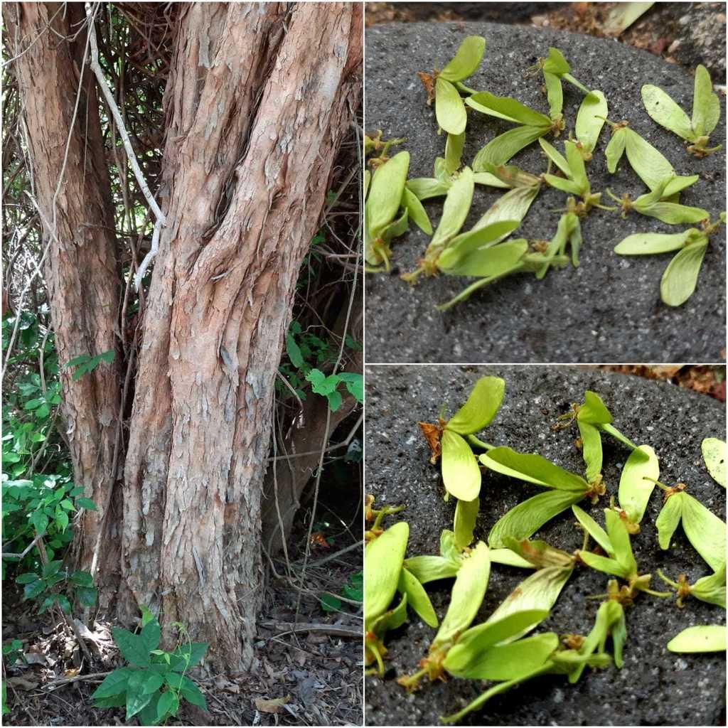 Troncos de corteza fibrosa y, al lado, los frutos alados en el suelo.