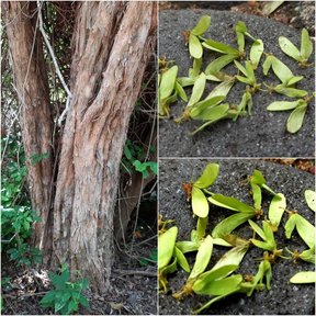 Troncos de corteza fibrosa y, al lado, los frutos alados en el suelo.