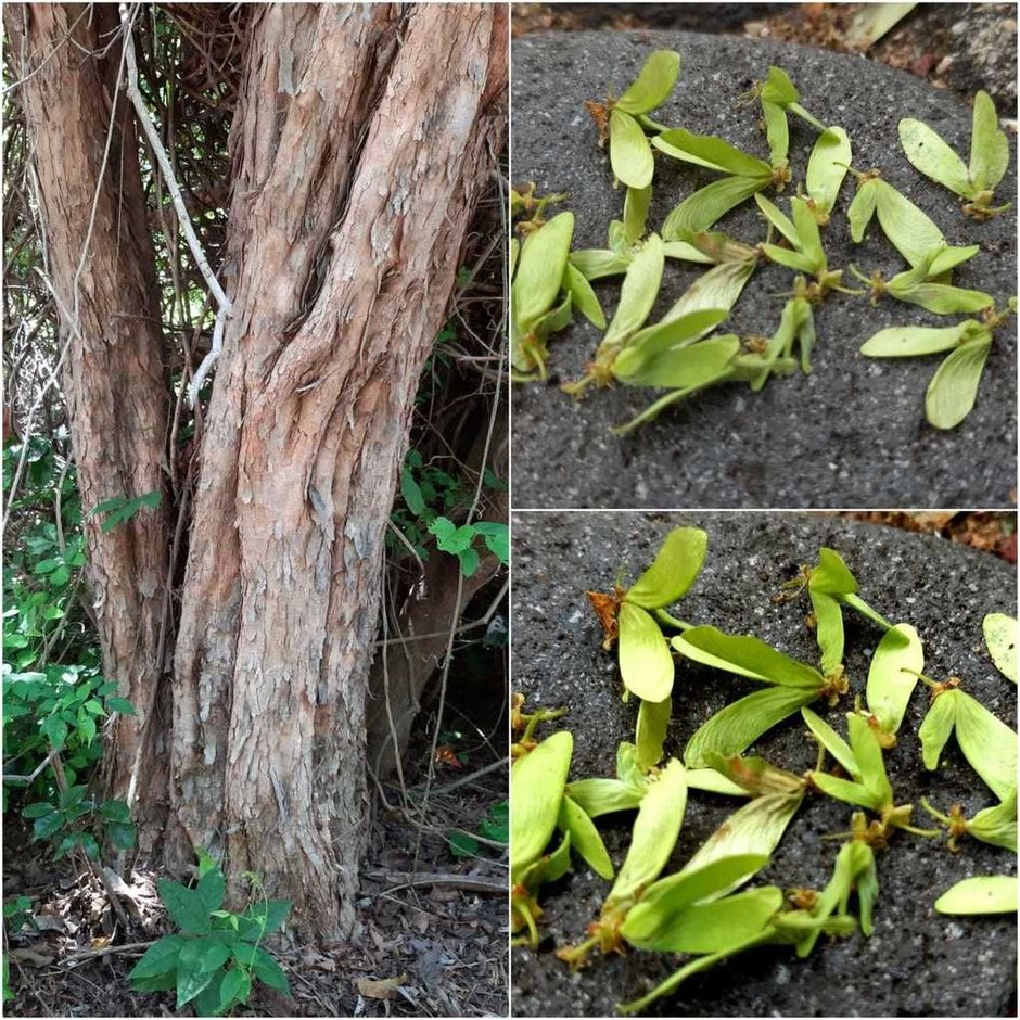 Troncos de corteza fibrosa y, al lado, los frutos alados en el suelo.