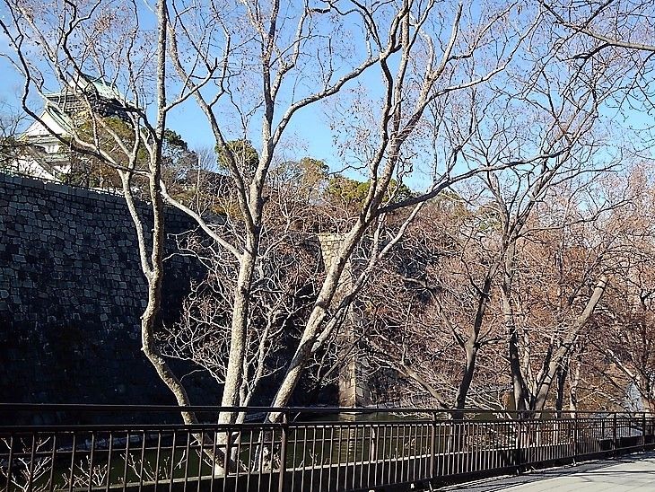 Olmos sin hoja junto a una baranda y un muro de piedra.