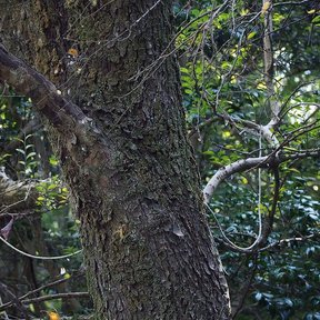 Tronco inclinado y ramas, entre follaje verde.
