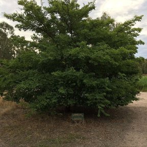 Árbol entero de copa densa y redondeada, sobre suelo desnudo.