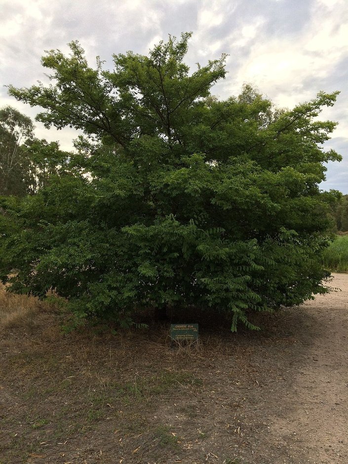 Árbol entero de copa densa y redondeada, sobre suelo desnudo.