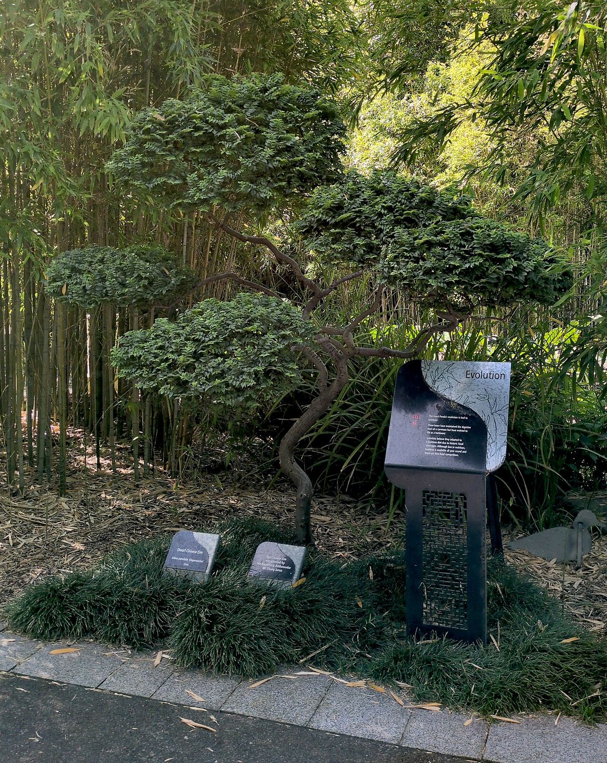 Ejemplar podado en un jardín, junto a una cédula informativa.