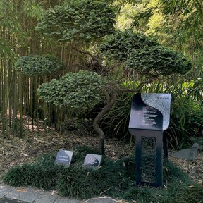 Ejemplar podado en un jardín, junto a una cédula informativa.