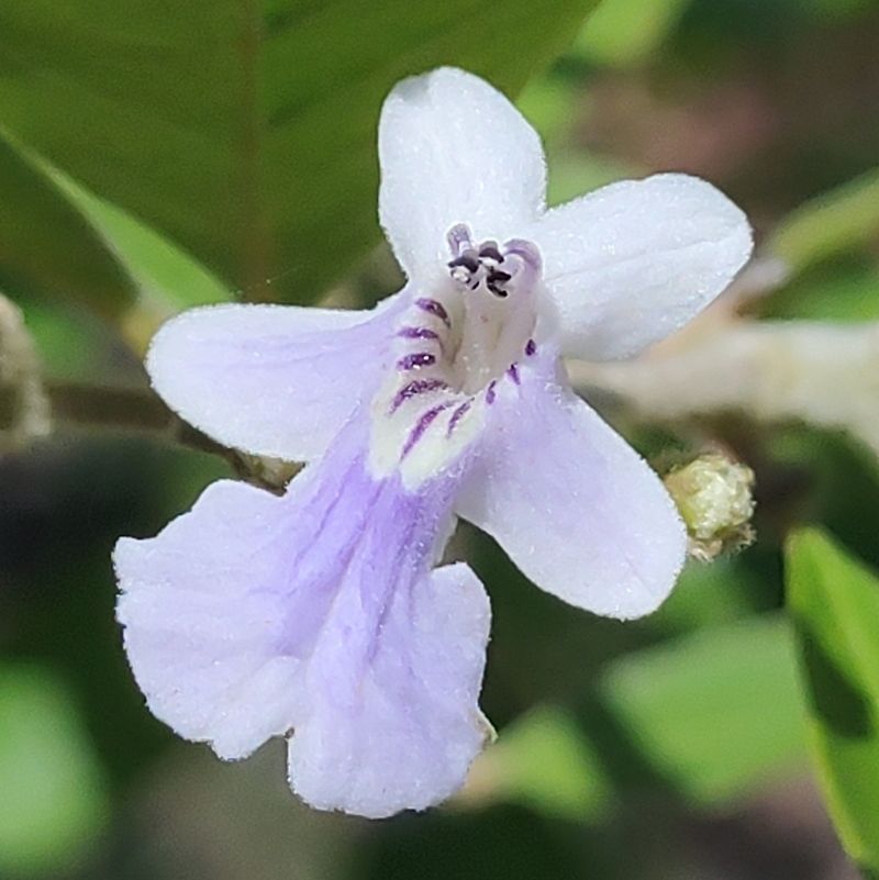 Flor lila y blanca de labio ancho, vista de frente.