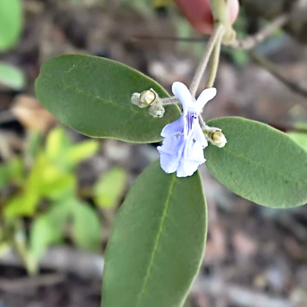 Flor pequeña entre hojas ovaladas y peludas.