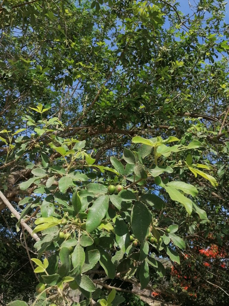 Frutos verdes entre el follaje, contra el cielo.