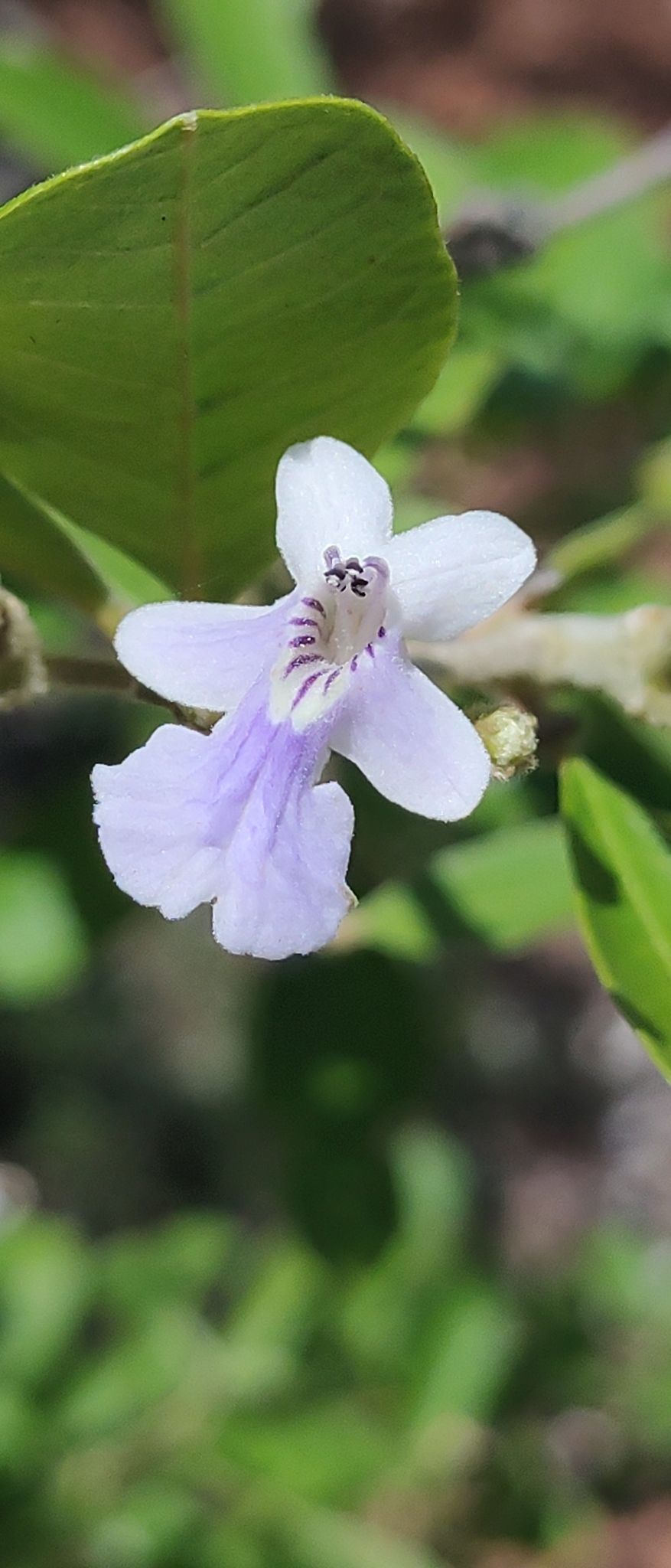 Flor lila abierta bajo una hoja grande.