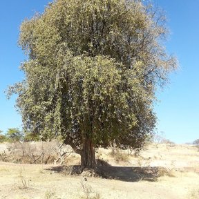 Árbol solo de copa densa y redondeada en un llano seco.