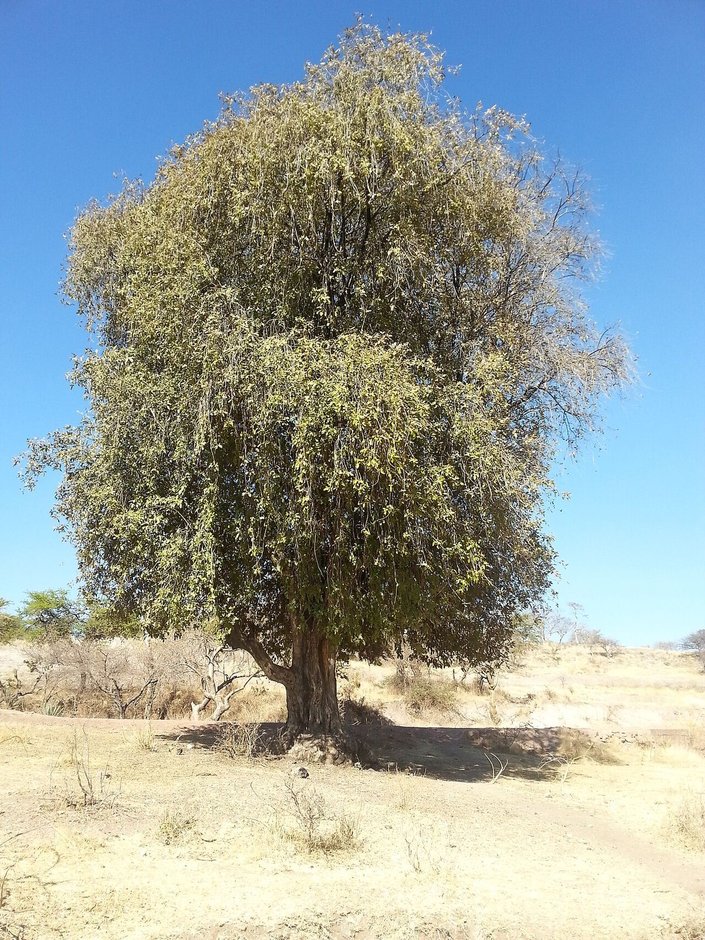 Árbol solo de copa densa y redondeada en un llano seco.