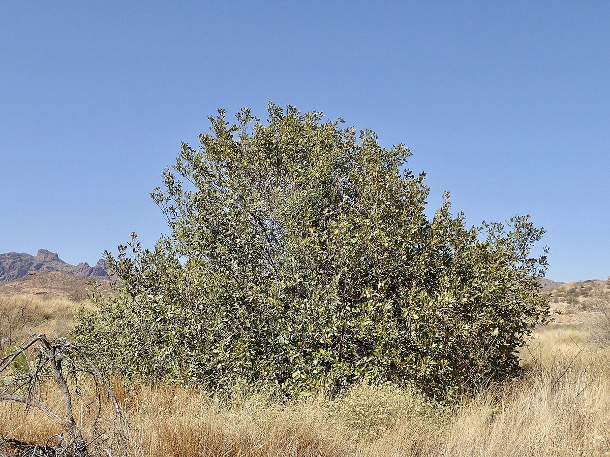Árbol bajo y muy ramificado sobre pastizal seco, con cerros al fondo.