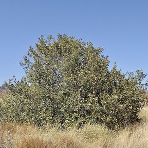 Árbol bajo y muy ramificado sobre pastizal seco, con cerros al fondo.