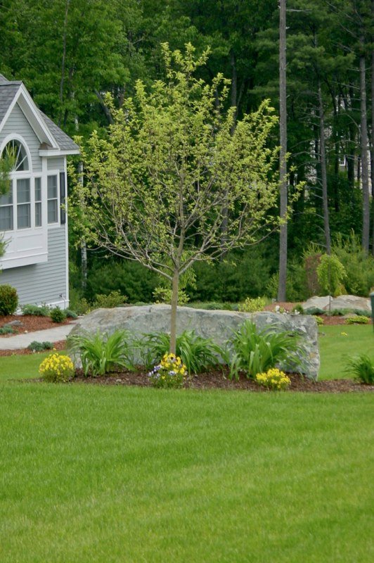 Landscape Plantings