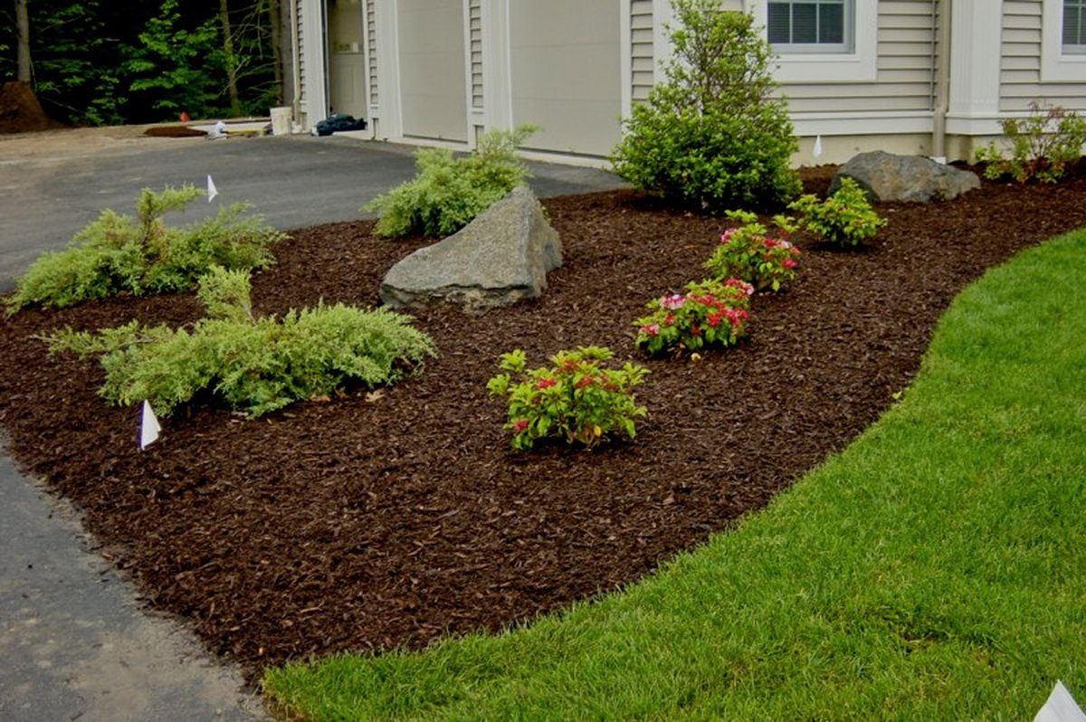 Shrub Planting