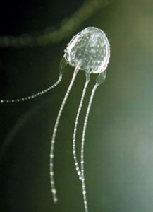 irukandji-jellyfish