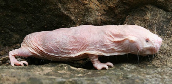 20071026pets_naked_mole_rats_006_500.jpg