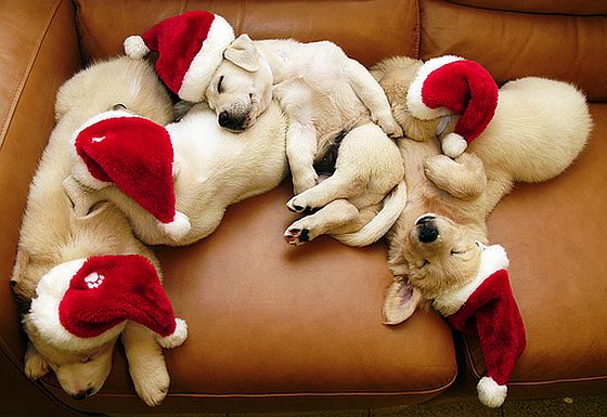 Puppies in Santa Hats - Gunaxin