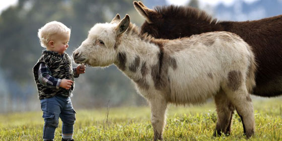 Mini-Donkey