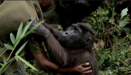 2014-virunga