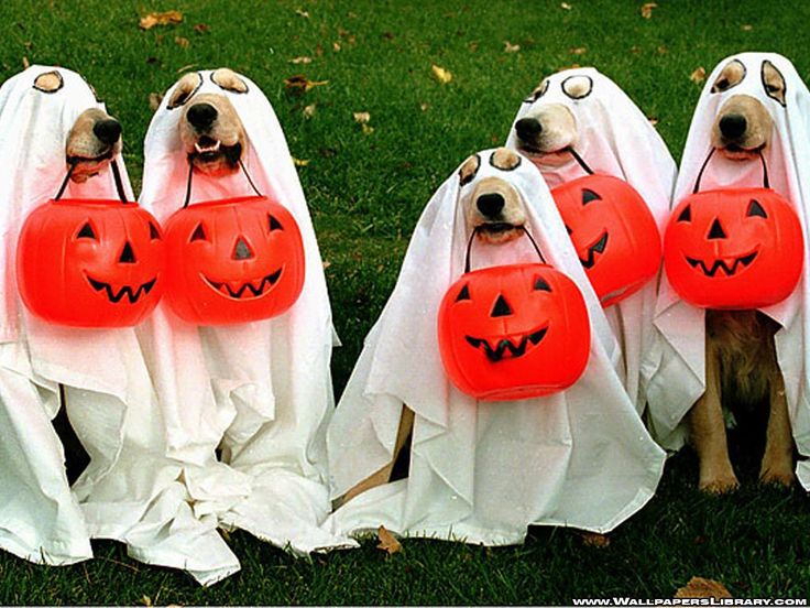 How To Dress Your Pets For Halloween