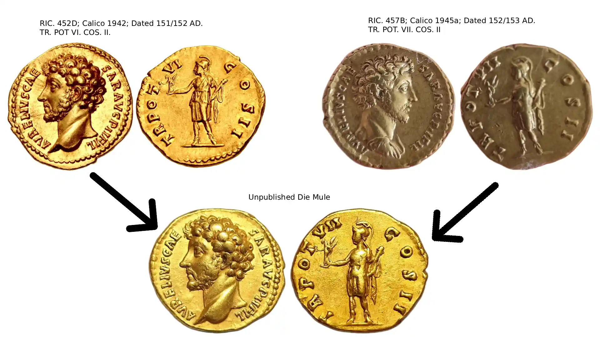 Infographic of the different dies/types that make up this mule