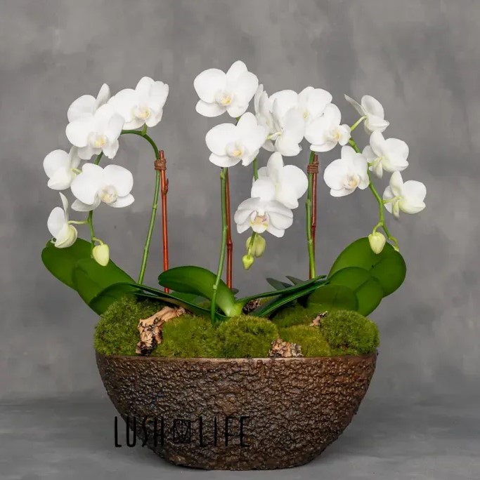 New Baby Flowers Springlake Atlanta GA