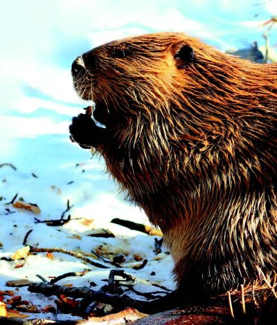 couverture : 9782896573820